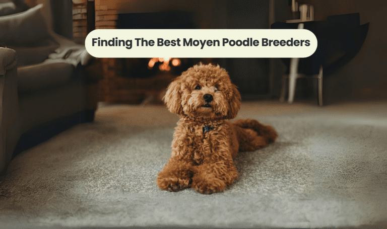 Finding the Best Moyen Poodle Breeders