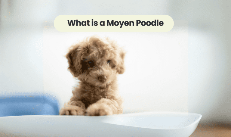 What is a moyen poodle