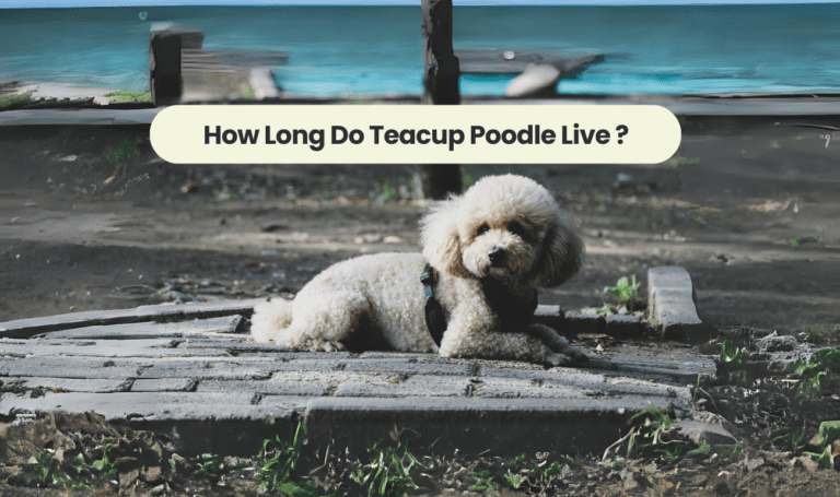 How Long Do Teacup Poodles Live? A Comprehensive Guide to Teacup Poodle Lifespan