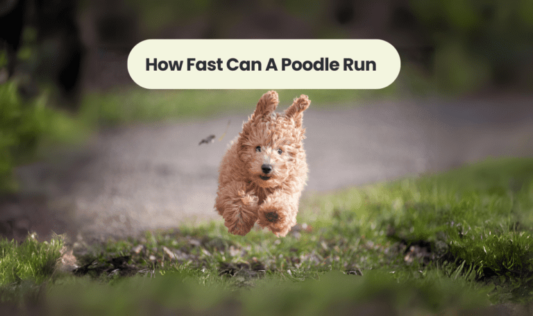 How Fast Can a Poodle Run? Unleashing the Speed and Agility of These Athletic Canines