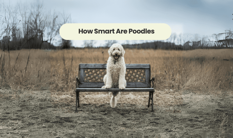 How Smart Are Poodles: Unlocking the Intelligence of this Remarkable Breed