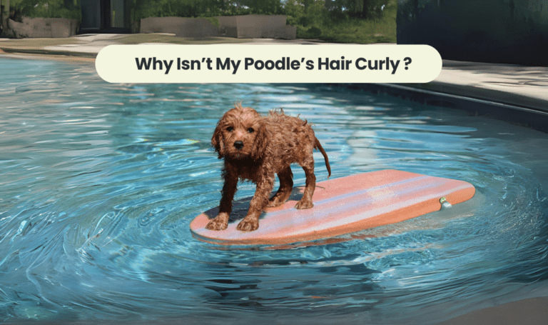 Why Isn't My Poodle's Hair Curly? Unveiling the Secrets Behind Poodle Coats