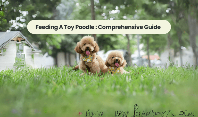 Feeding a Toy Poodle: A Comprehensive Guide