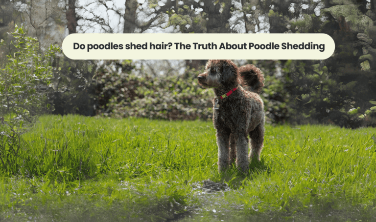 Do poodles shed hair? The Truth About Poodle Shedding
