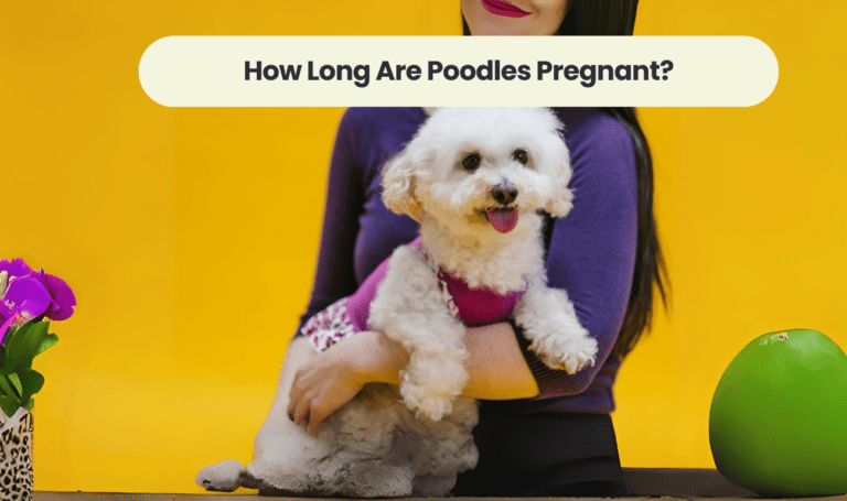 How Long Are Poodles Pregnant?