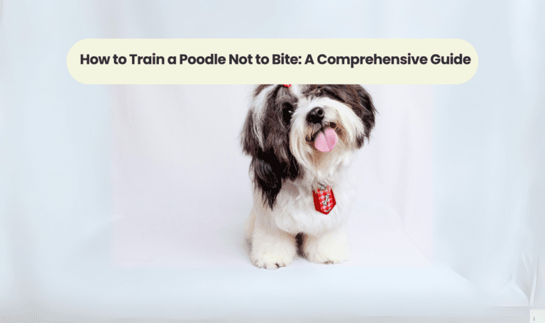 How to Train a Poodle Not to Bite: A Comprehensive Guide