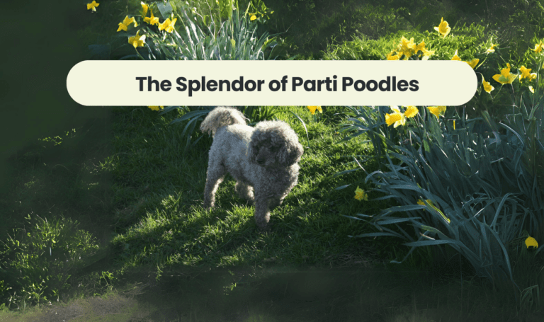 The Splendor of Parti Poodles: A Unique and Colorful Companion