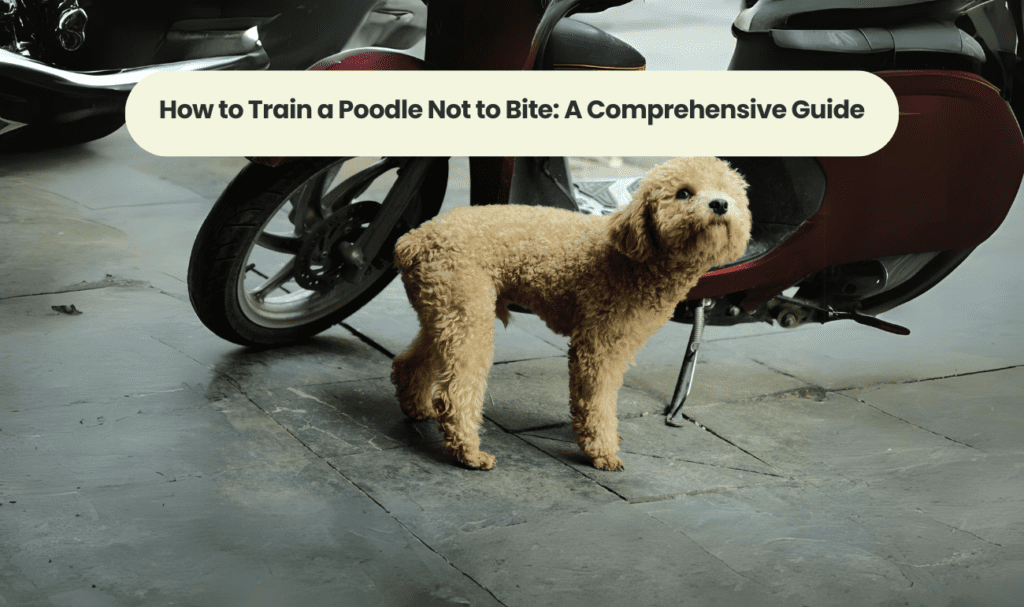 How to Train a Poodle Not to Bite: A Comprehensive Guide