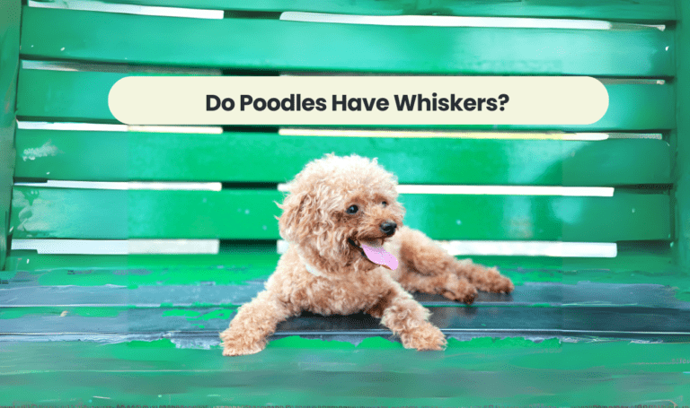 Do Poodles Have Whiskers? Unveiling the Mysteries of Poodle Whiskers