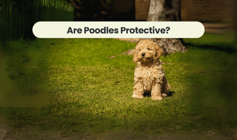 Are Poodles Protective? Unveiling the Truth about Poodle Guarding Instincts