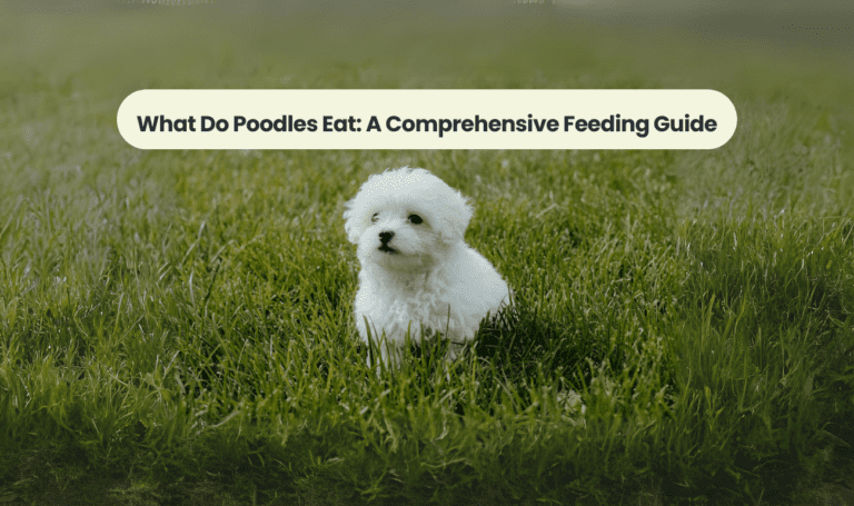 What Do Poodles Eat: A Comprehensive Feeding Guide