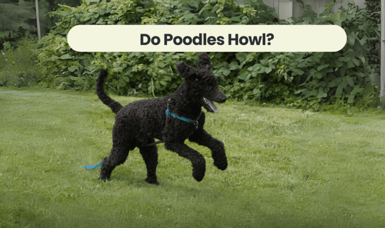 Do Poodles Howl? Unveiling the Mystery Behind Poodle Vocalizations
