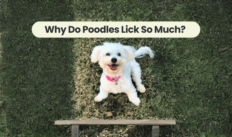 Why Do Poodles Lick So Much? Unraveling the Licking Behavior of Poodle