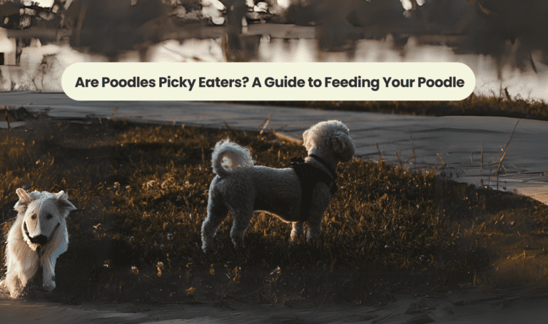 Are Poodles Picky Eaters? A Guide to Feeding Your Poodle