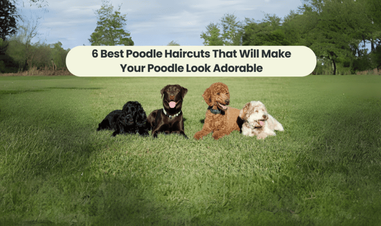 6 Best Poodle Haircuts That Will Make Your Poodle Look Adorable