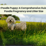 Toy Poodle Puppy: A Comprehensive Guide to Poodle Pregnancy and Litter Size