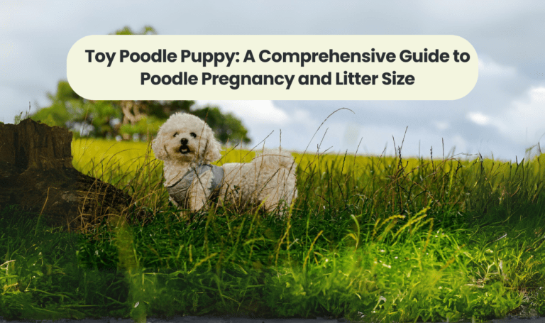Toy Poodle Puppy: A Comprehensive Guide to Poodle Pregnancy and Litter Size