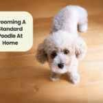 Grooming a Standard Poodle at Home: The Ultimate Guide