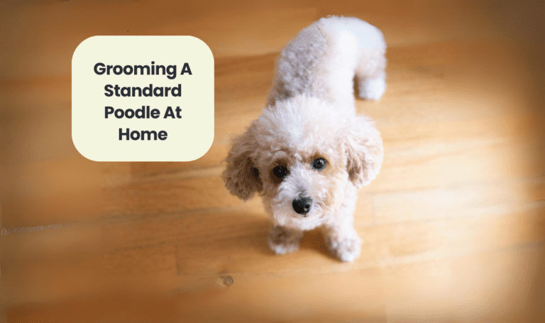 Grooming a Standard Poodle at Home: The Ultimate Guide
