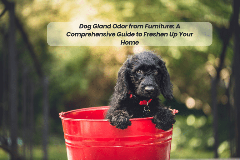 Eliminating Dog Gland Odor from Furniture: A Comprehensive Guide to Freshen Up Your Home