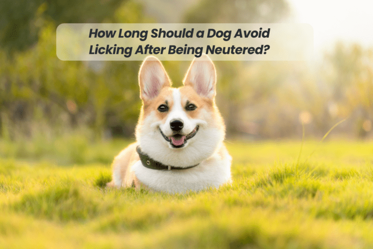 The Essential Guide: How Long Should a Dog Avoid Licking After Being Neutered?