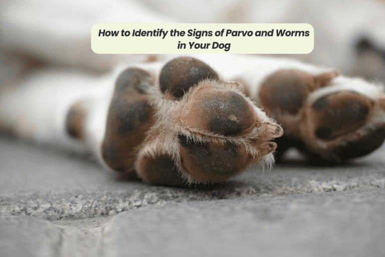 How to Identify the Signs of Parvo and Worms in Your Dog