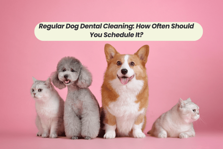 The Importance of Regular Dog Dental Cleaning: How Often Should You Schedule It?