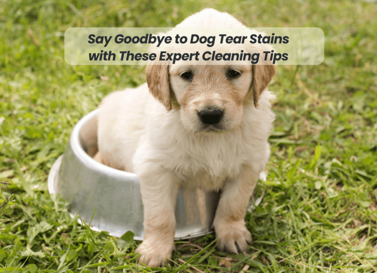 Say Goodbye to Dog Tear Stains with These Expert Cleaning Tips