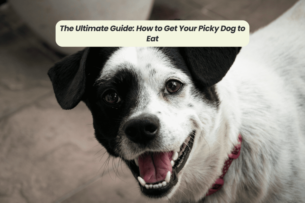 The Ultimate Guide: How to Get Your Picky Dog to Eat