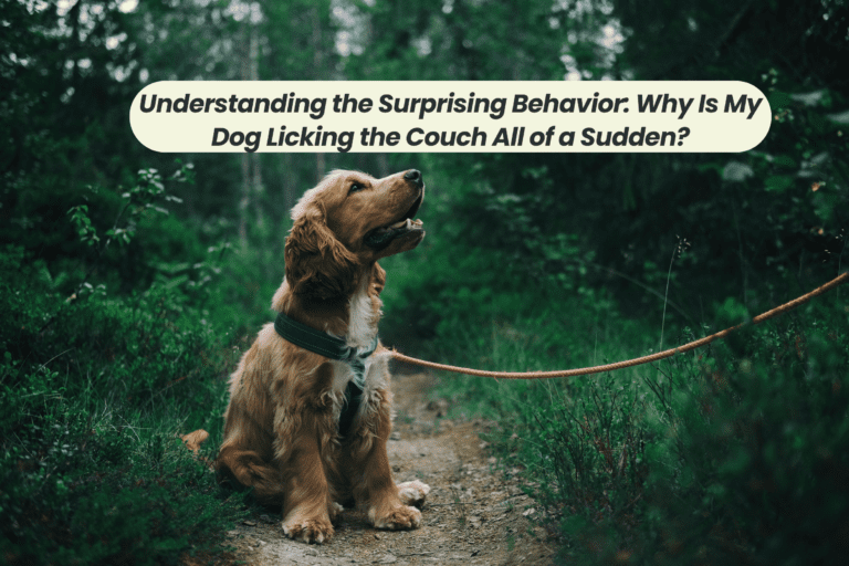 Understanding the Surprising Behavior: Why Is My Dog Licking the Couch All of a Sudden?