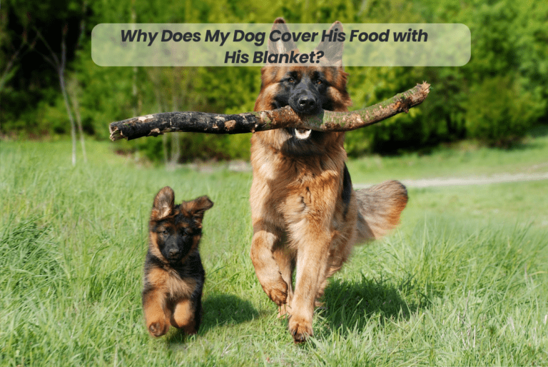 Unraveling the Mystery: Why Does My Dog Cover His Food with His Blanket?