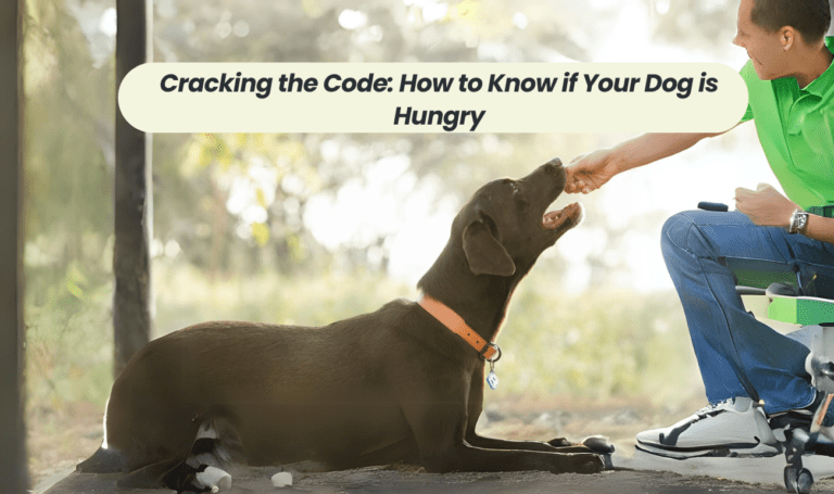 Cracking the Code: How to Know if Your Dog is Hungry