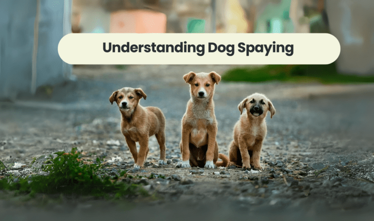 Understanding Dog Spaying
