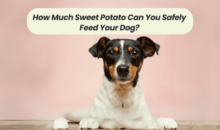 How Much Sweet Potato Can You Safely Feed Your Dog?
