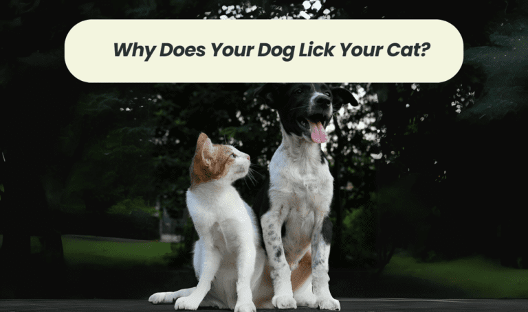 Understanding the Canine-Cat Connection: Why Does Your Dog Lick Your Cat?