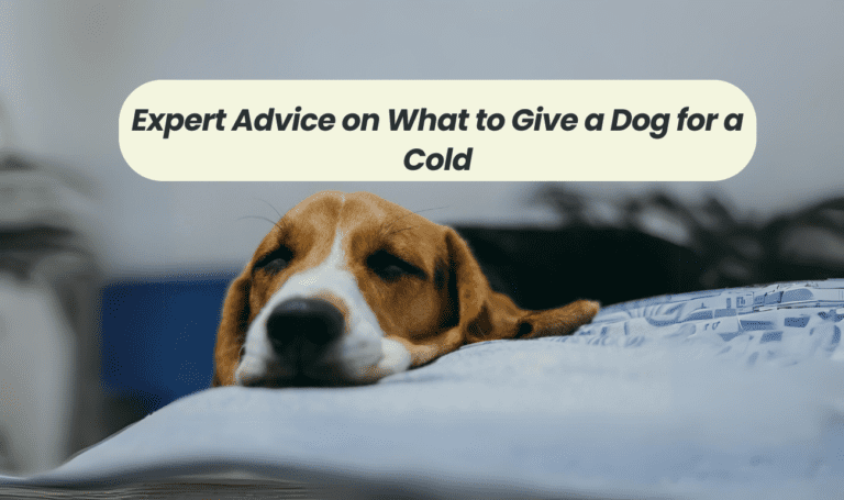 Expert Advice on What to Give a Dog for a Cold