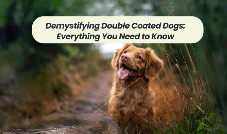 Demystifying Double Coated Dogs: Everything You Need to Know