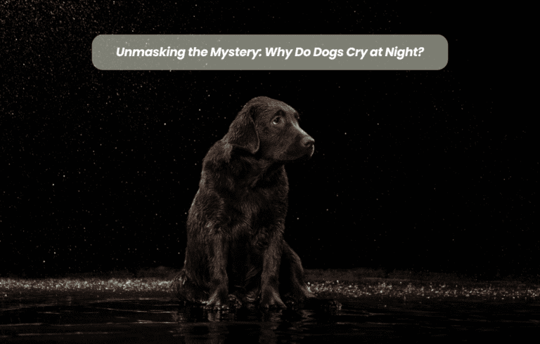 Unmasking the Mystery: Why Do Dogs Cry at Night?