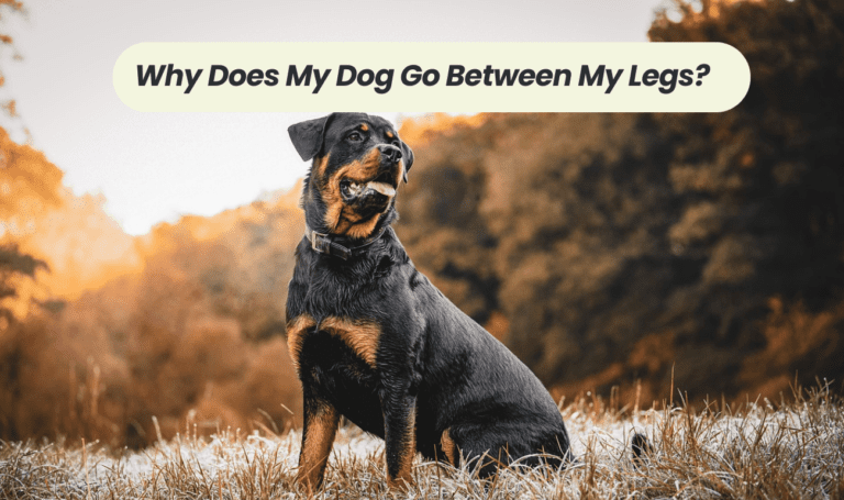 Understanding the Behavior: Why Does My Dog Go Between My Legs?