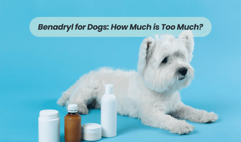 Benadryl for Dogs: How Much is Too Much?
