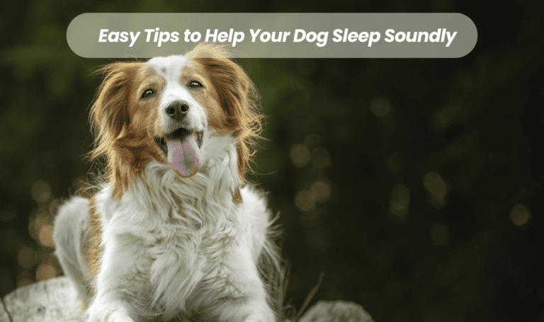 Snore No More: Easy Tips to Help Your Dog Sleep Soundly