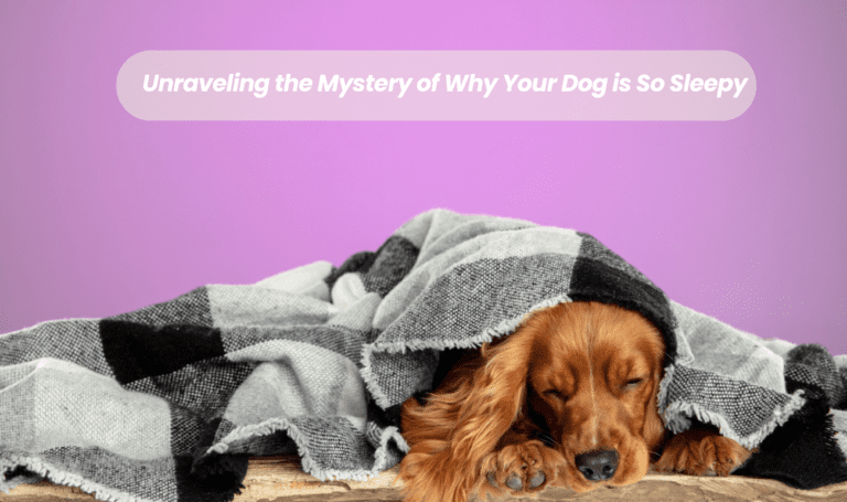 Unraveling the Mystery of Why Your Dog is So Sleepy