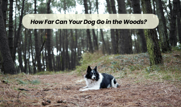 Unleashing the Adventure: How Far Can Your Dog Go in the Woods?