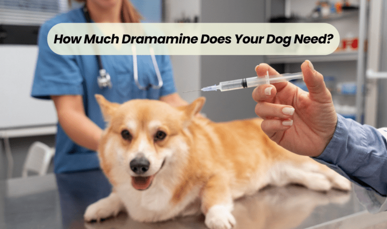 How Much Dramamine Does Your Dog Need?