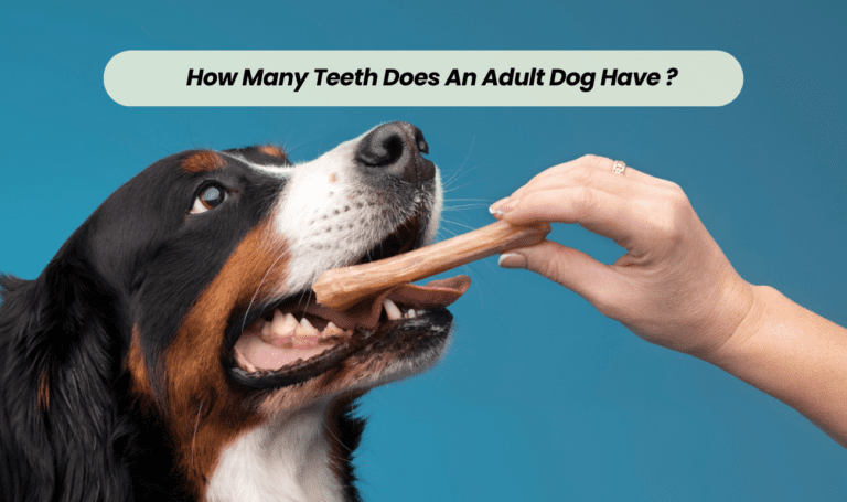 How Many Teeth Does An Adult Dog Have ?
