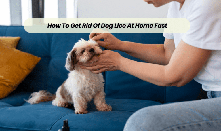 How To Get Rid Of Dog Lice At Home Fast