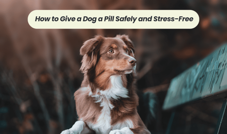 Painless Pilling: A Step-by-Step Guide on How to Give a Dog a Pill Safely and Stress-Free