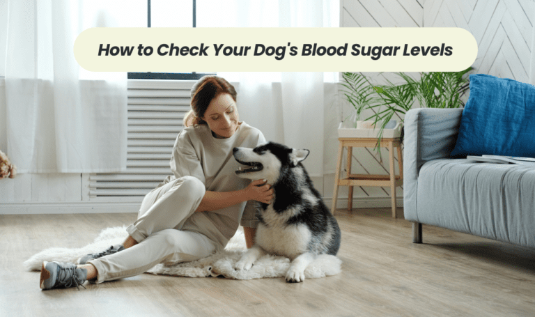 A Step-by-Step Guide: How to Check Your Dog's Blood Sugar Levels