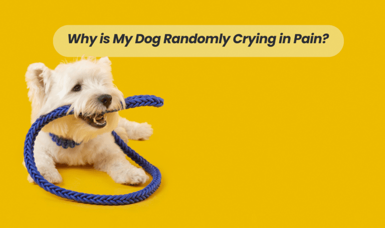 Understanding the Mystery: Why is My Dog Randomly Crying in Pain?