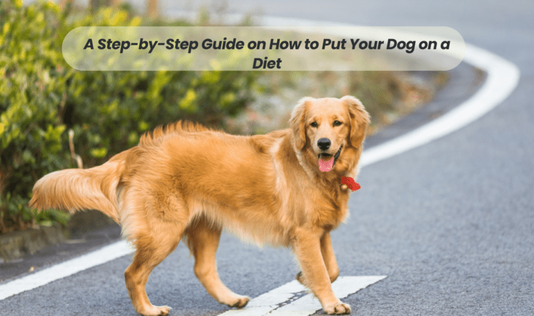 Trimming Down: A Step-by-Step Guide on How to Put Your Dog on a Diet